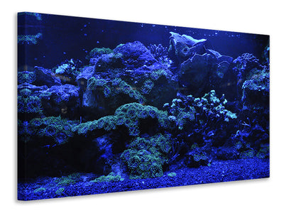 Vászonképek Coral reef in blue