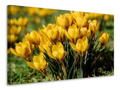 Vászonképek Crocuses in spring