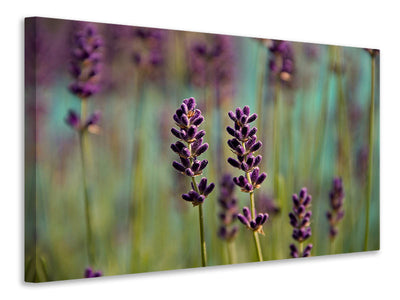 Vászonképek Lavender in XL