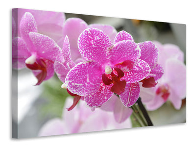 Vászonképek Purple orchids in bloom