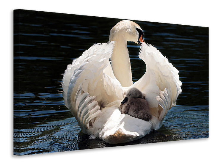 Vászonképek Mom and baby swan