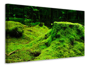 Vászonképek Moss in the forest