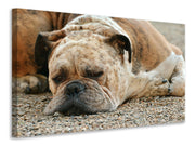 Vászonképek Tired boxer