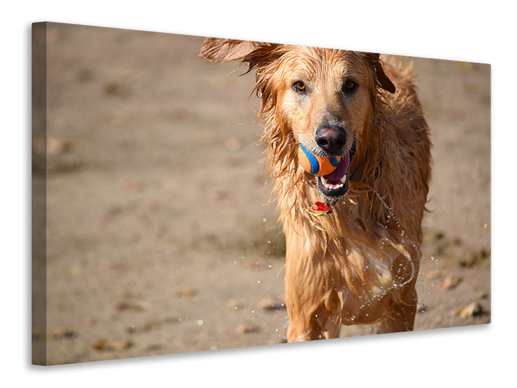 Vászonképek Wet dog