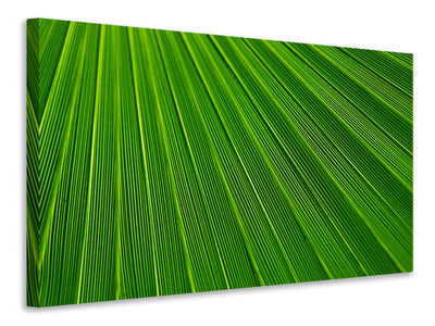 Vászonképek Palm stripe 1