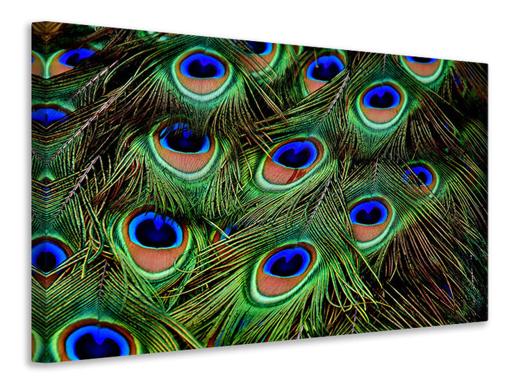 Vászonképek Peacock feathers XXL