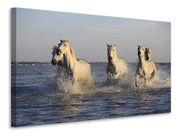 Vászonképek Horses in the sea