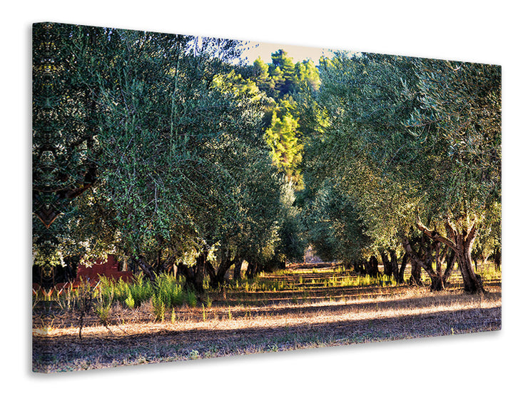 Vászonképek Magnificent olive trees