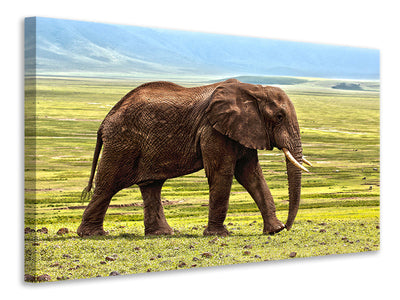 Vászonképek Gorgeous elephant