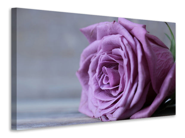 Vászonképek Rose in purple XXL