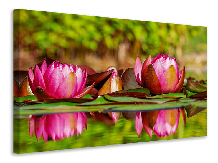 Vászonképek Red water lily trio