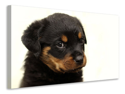 Vászonképek Rottweiler puppy to fall in love