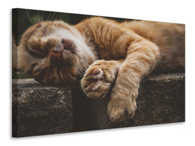 Vászonképek Sleeping cat