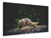 Vászonképek Snail XXL