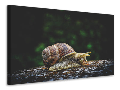 Vászonképek Snail XXL