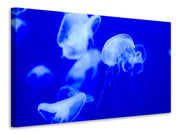 Vászonképek Floating jellyfish