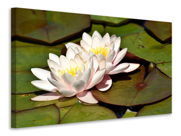 Vászonképek Water lily duo in white