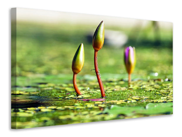 Vászonképek Water lilies in XL