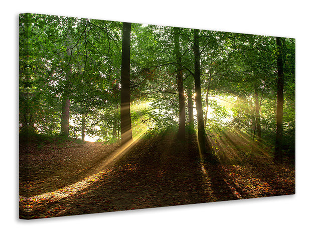 Vászonképek Sun in the forest