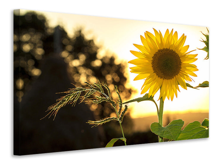 Vászonképek Sunflower in the sunrise