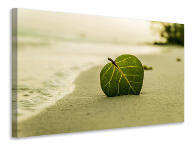 Vászonképek Beach leaf