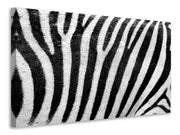 Vászonképek Strip of the zebra