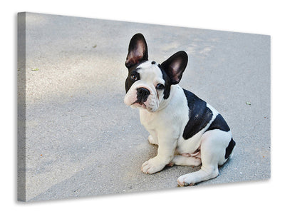 Vászonképek Sweet French Bulldog