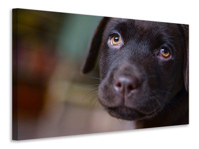 Vászonképek Cute labrador puppy