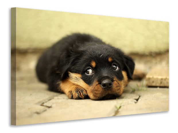 Vászonképek Sweet Rottweiler puppy