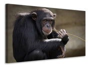 Vászonképek Sweet chimpanzee