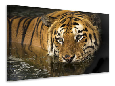 Vászonképek Tiger in the water