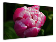 Vászonképek Tulip with morning dew in XL