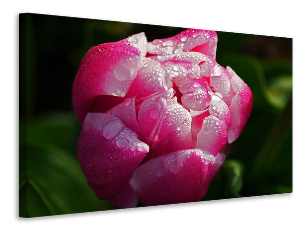 Vászonképek Tulip with morning dew in XL