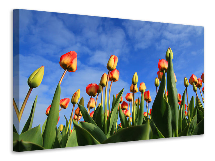 Vászonképek Tulips tower to the sky