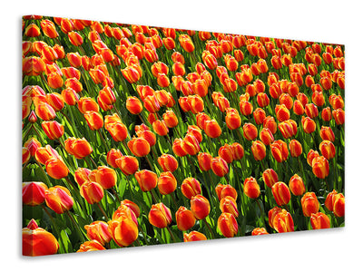 Vászonképek Tulip field in orange