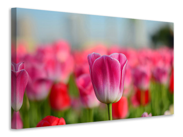 Vászonképek Tulip field in pink-red