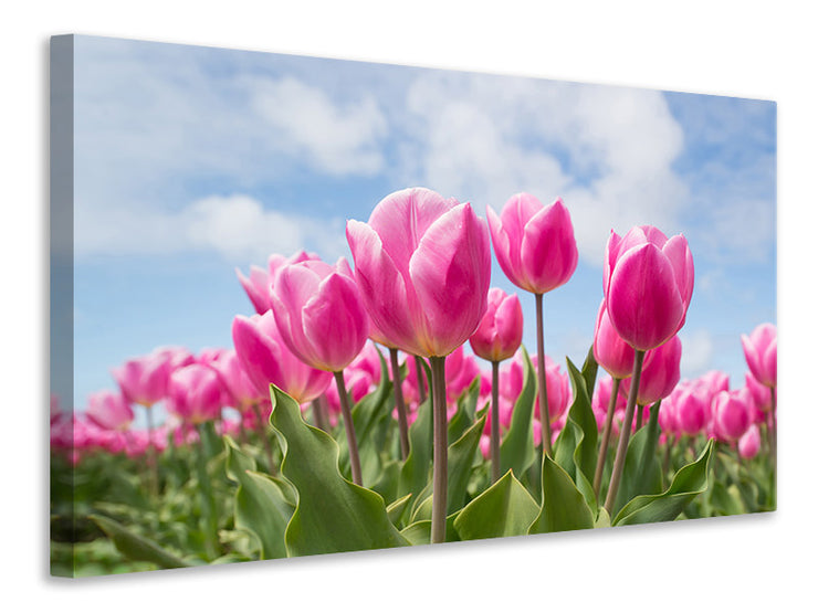 Vászonképek Tulip field in pink