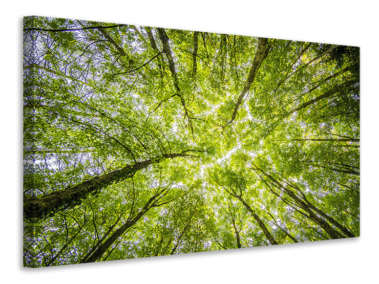 Vászonképek Under the treetops