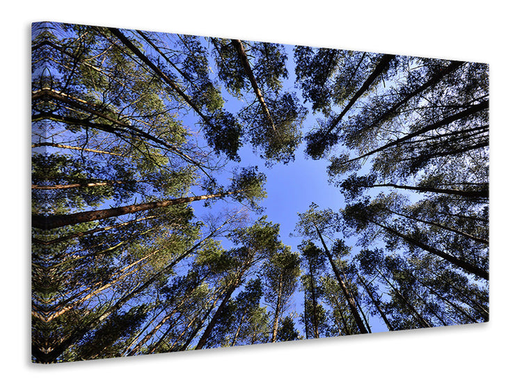 Vászonképek Under high treetops