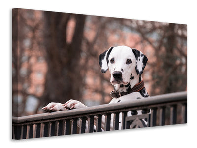 Vászonképek Watchful Dalmatian