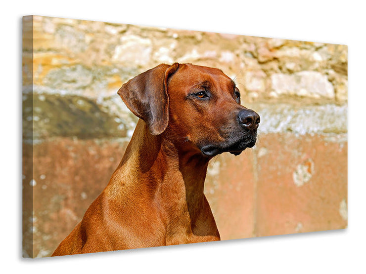 Vászonképek Watchful Rhodesian Ridgeback