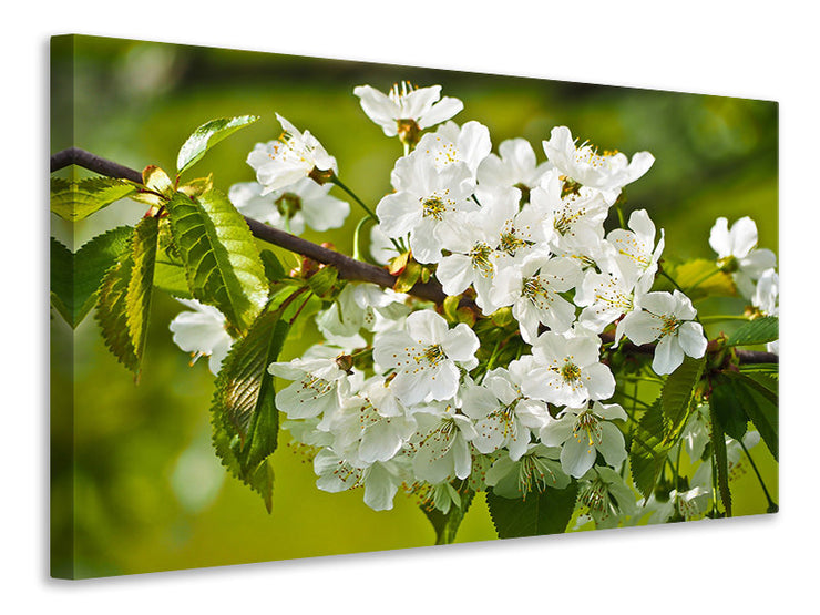 Vászonképek White flowers in XL