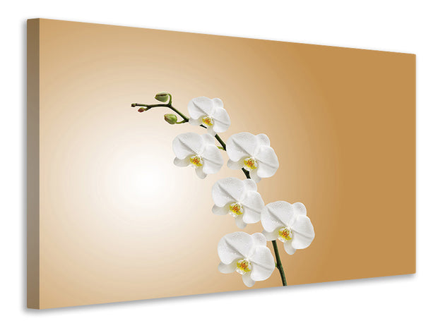 Vászonképek White orchids XL