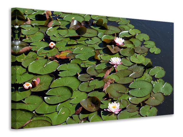 Vászonképek White water lilies in the pond