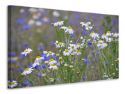 Vászonképek Wild flower meadow