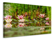 Vászonképek Wild water lilies