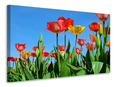 Vászonképek Wild tulips