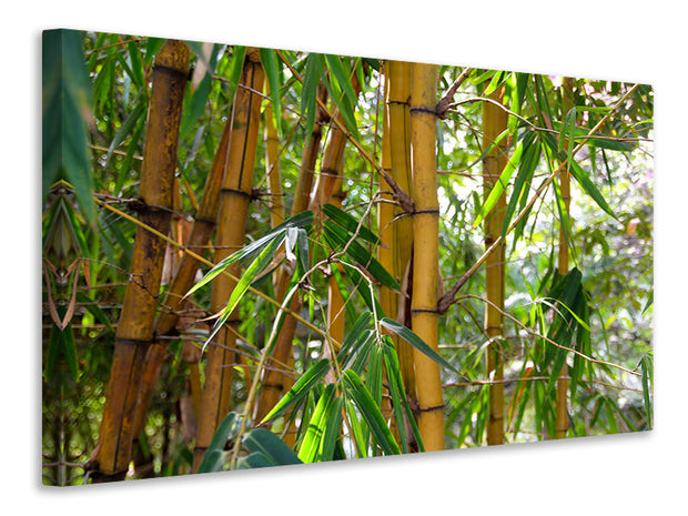 Vászonképek Wild bamboo