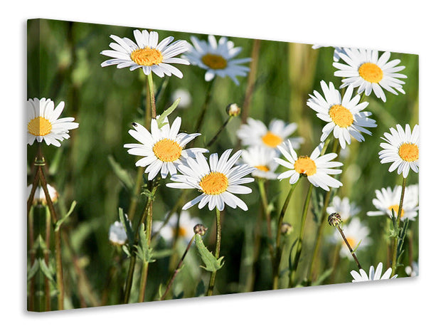 Vászonképek XL daisies