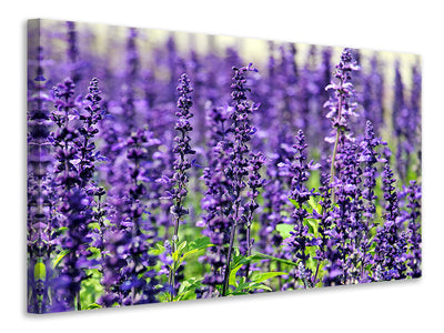Vászonképek XL lavender